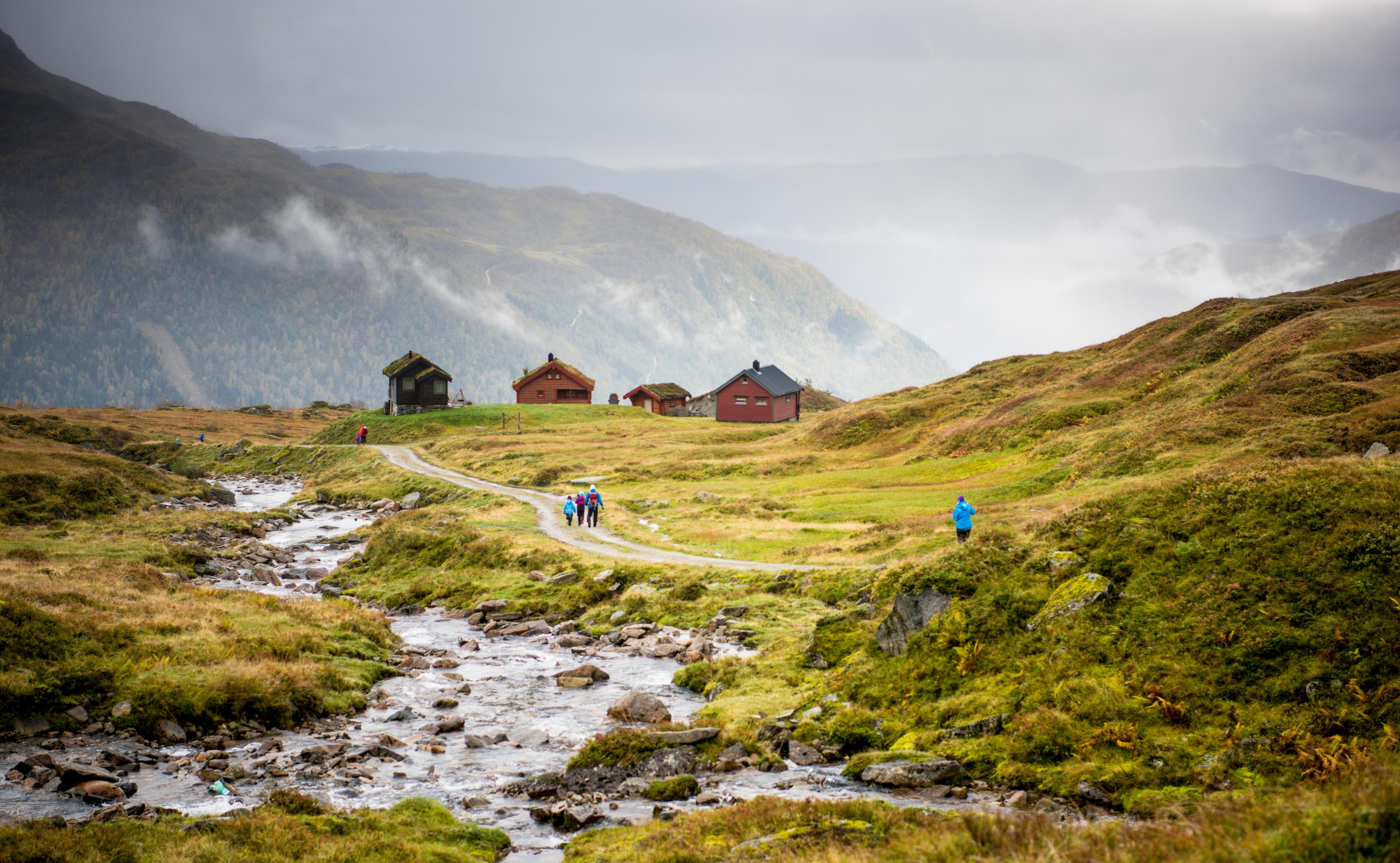 Turfølgje på veg over fjellet mot støl om hausten.
