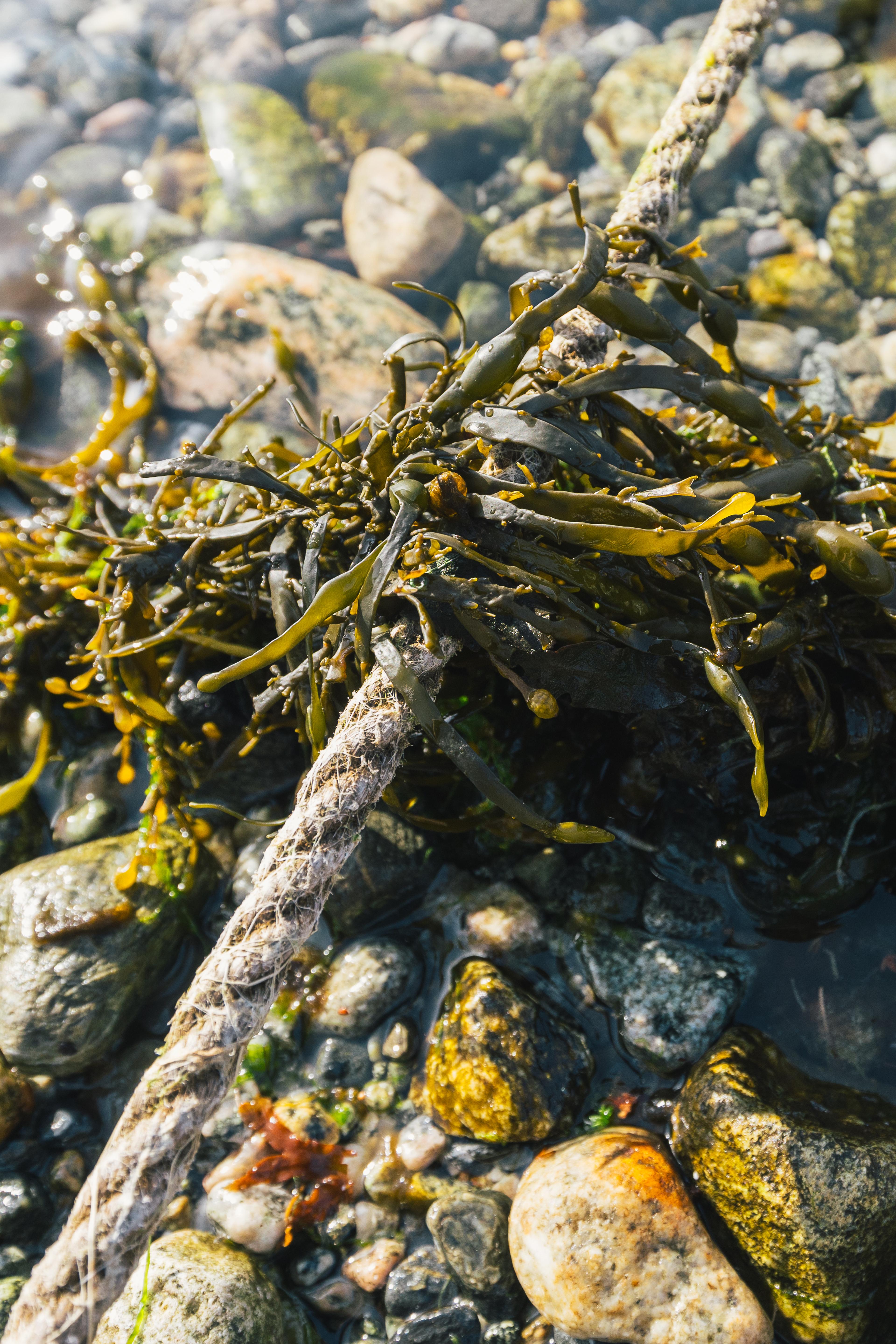 Båttau i fjæra med tang.