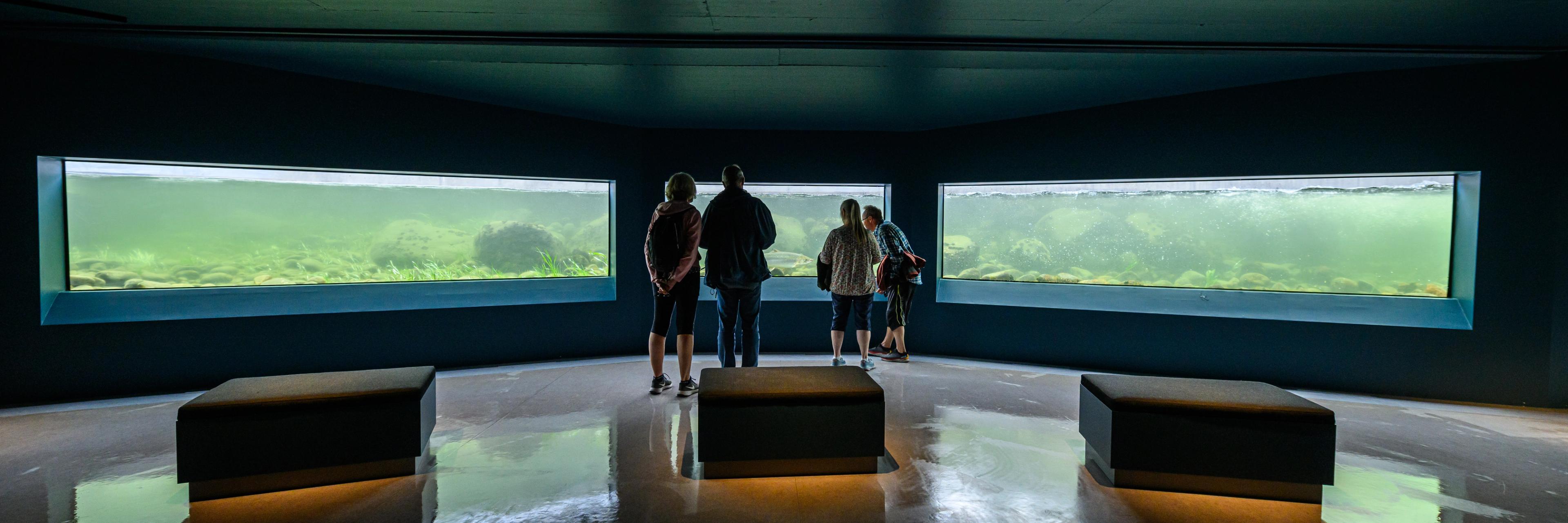 Los turistas observan salmones nadando en el observatorio