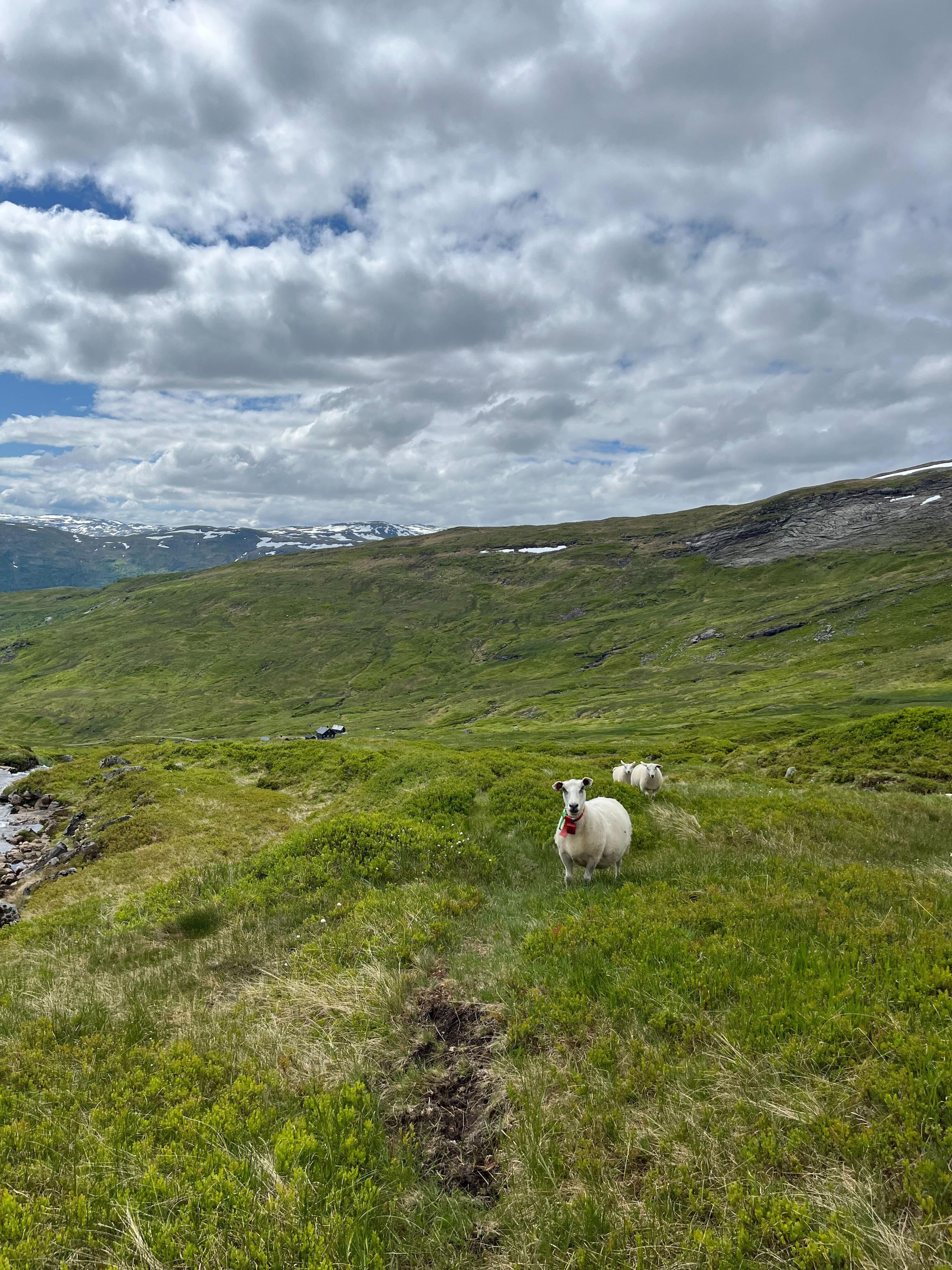 Sheep grazing on the mountain.