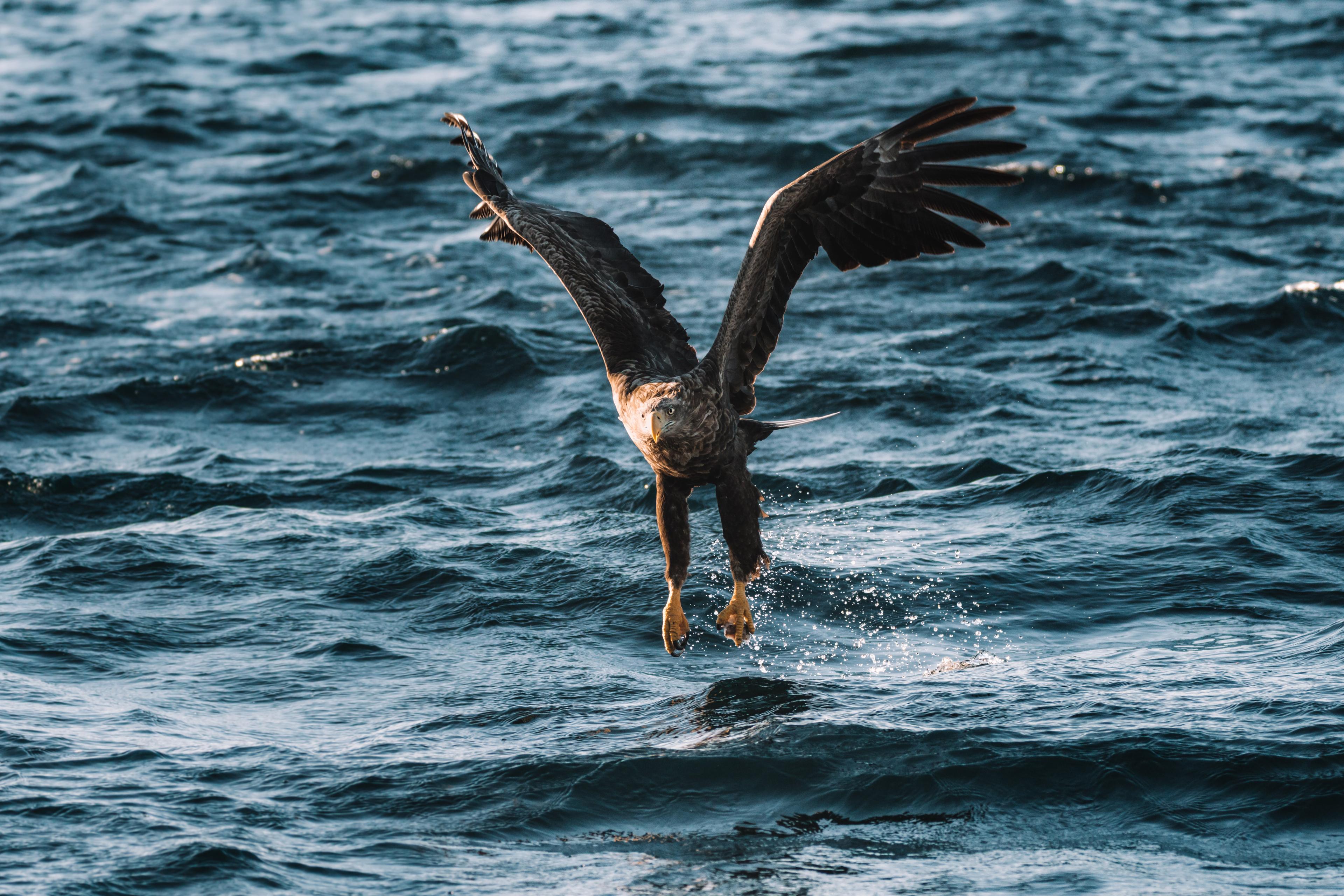 Sea eagle