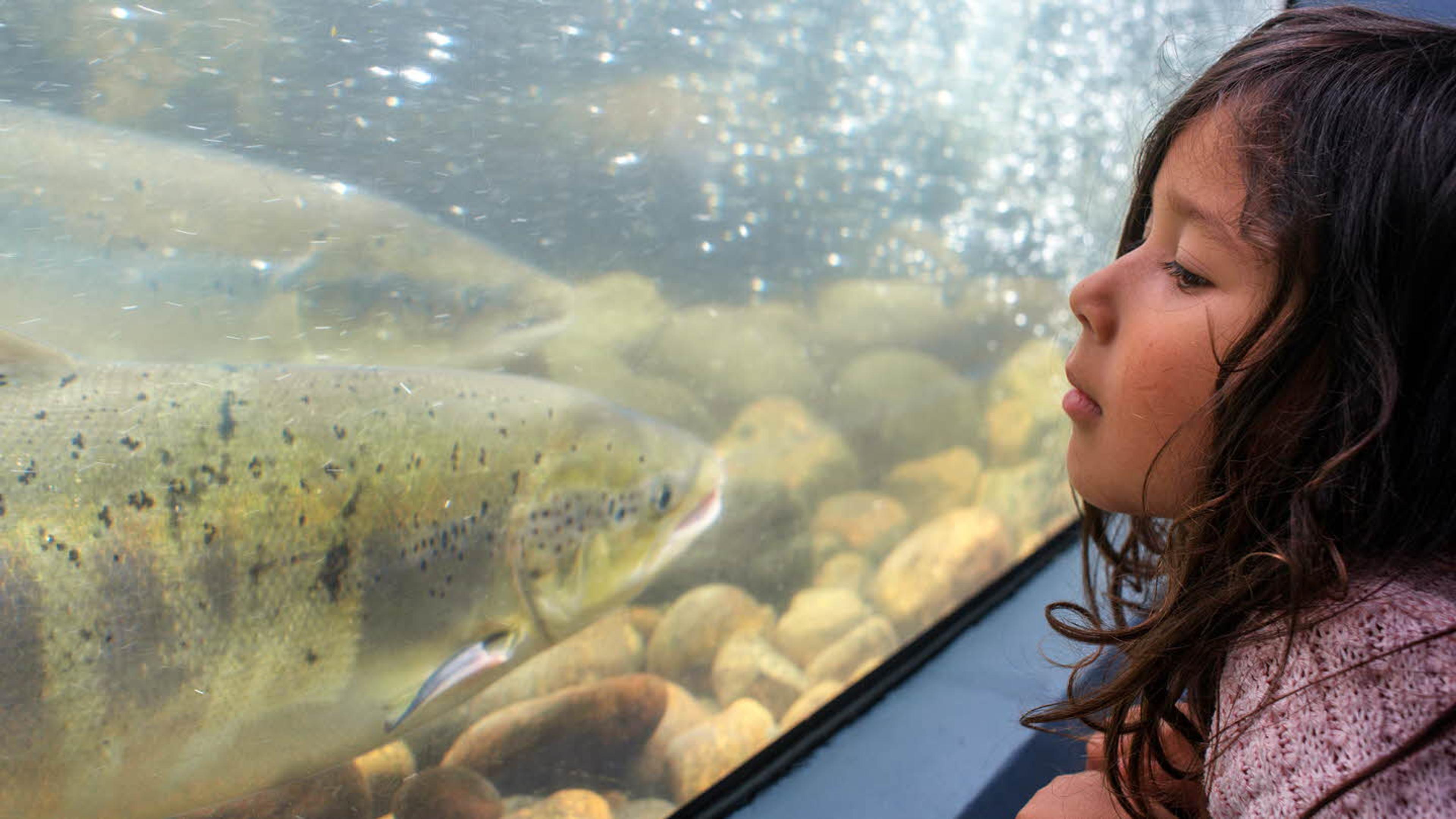 Girl watching salmon through glass window