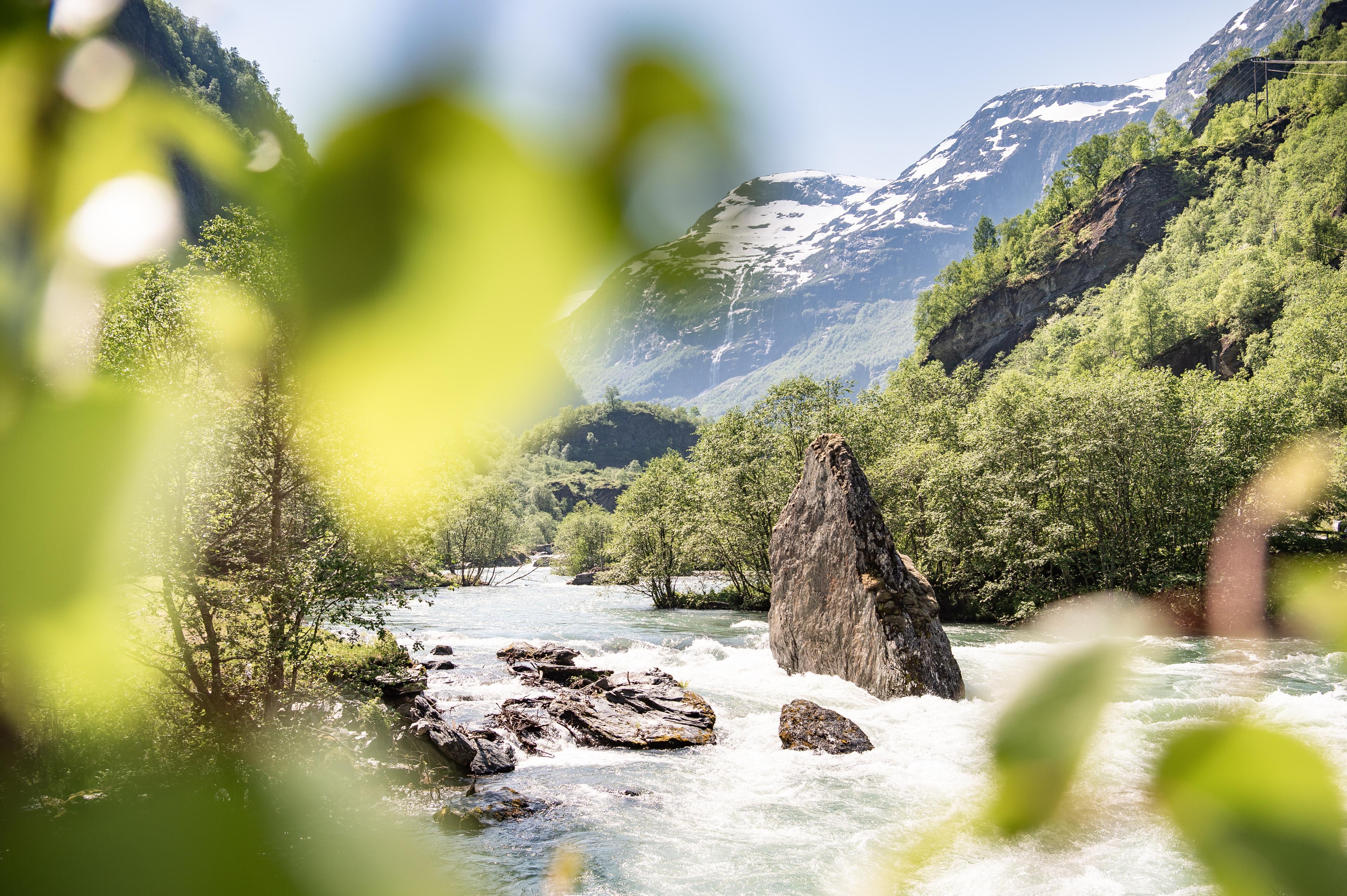 Bildet viser den grønne naturen utenfor Flåmsbana