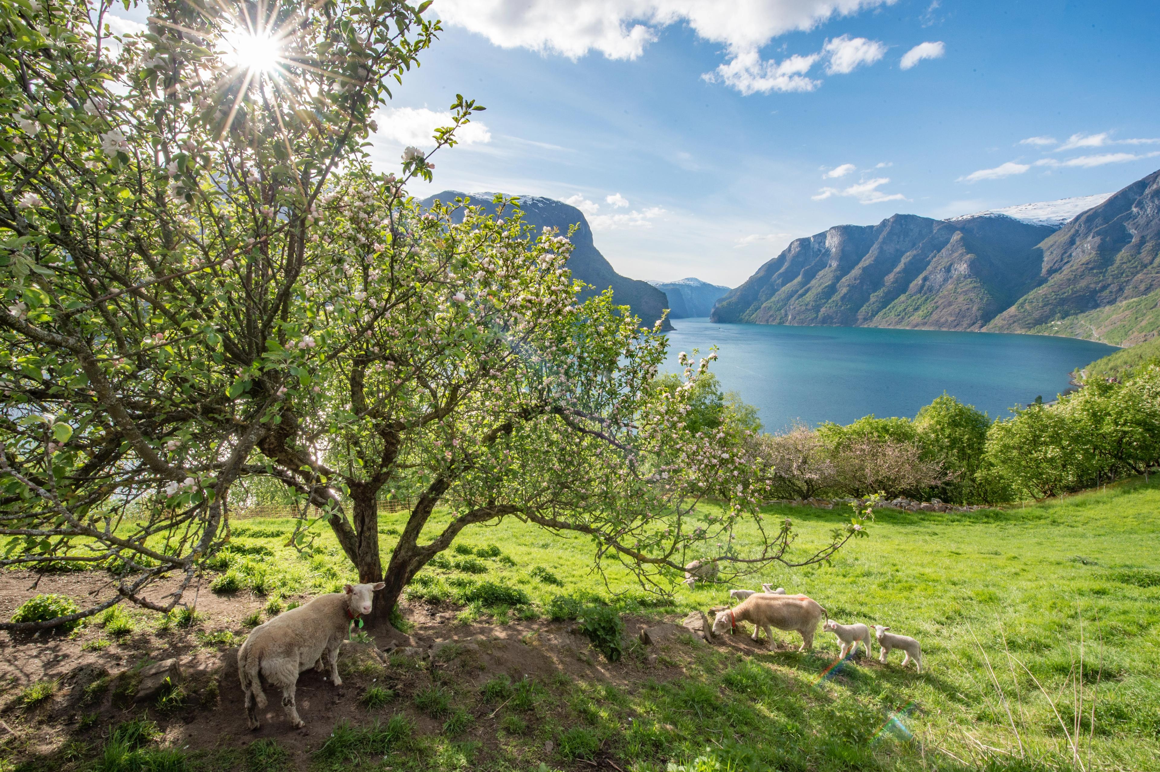 Sauer langs med fjorden