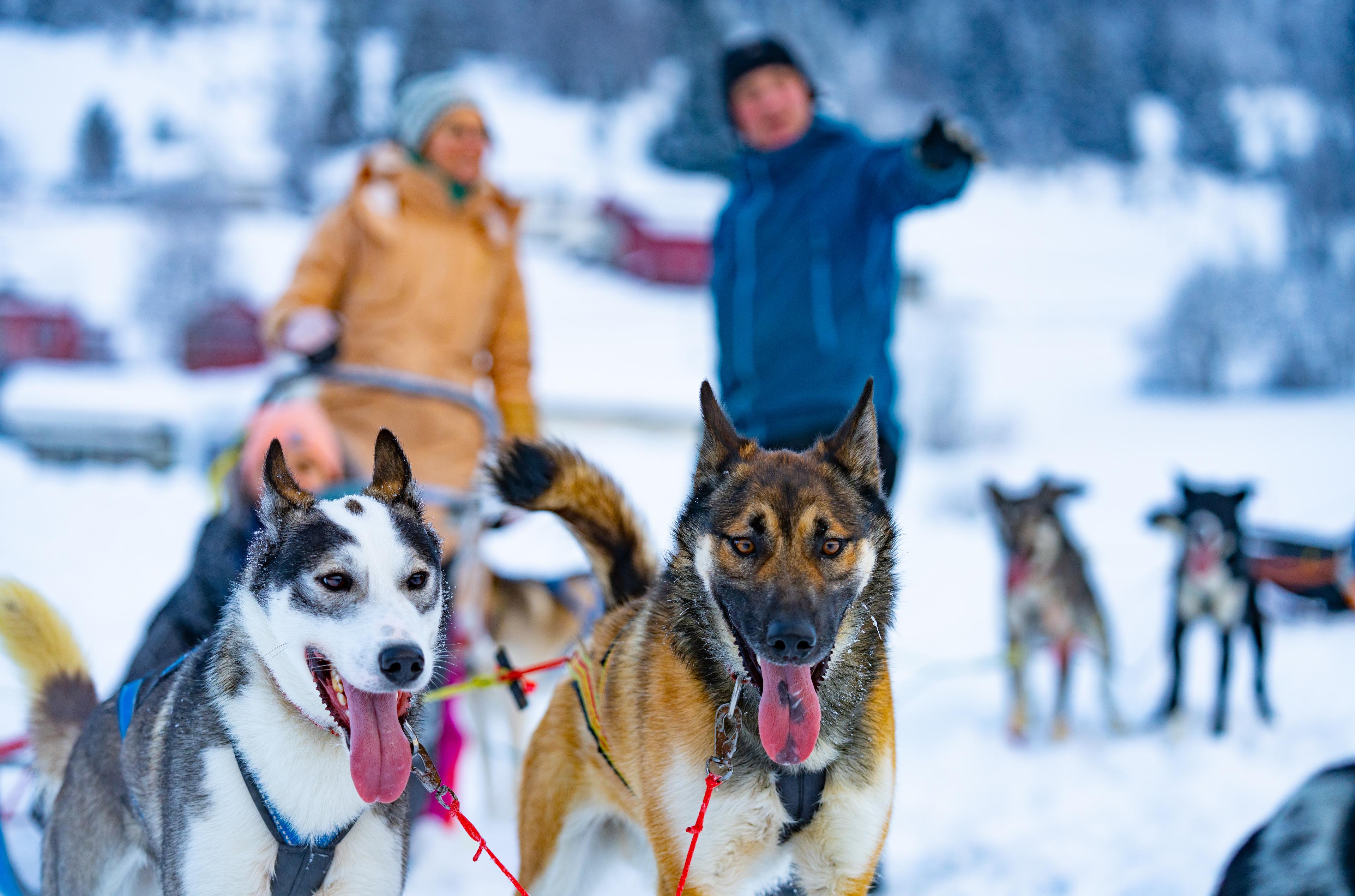 Dog sled team ready for action