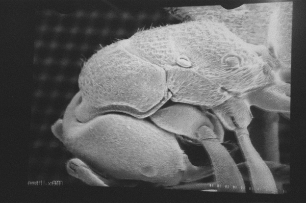 Image of Aaja Resident ABOMINATION by ZALMOXIS