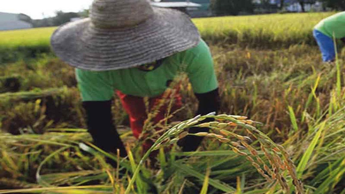 Utilization reports now required for agri imports photo The Manila Times