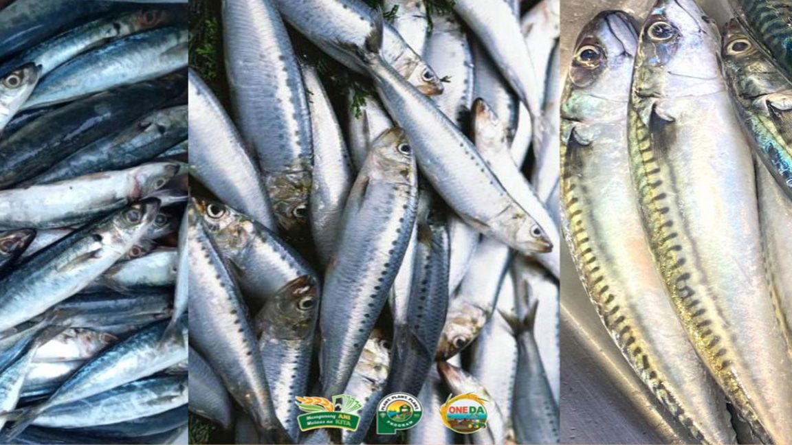 Something fishy DA allows importation of 60,000 tons of fish photo DA