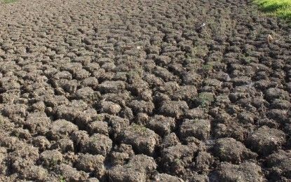 Drought affects Samar rice fields