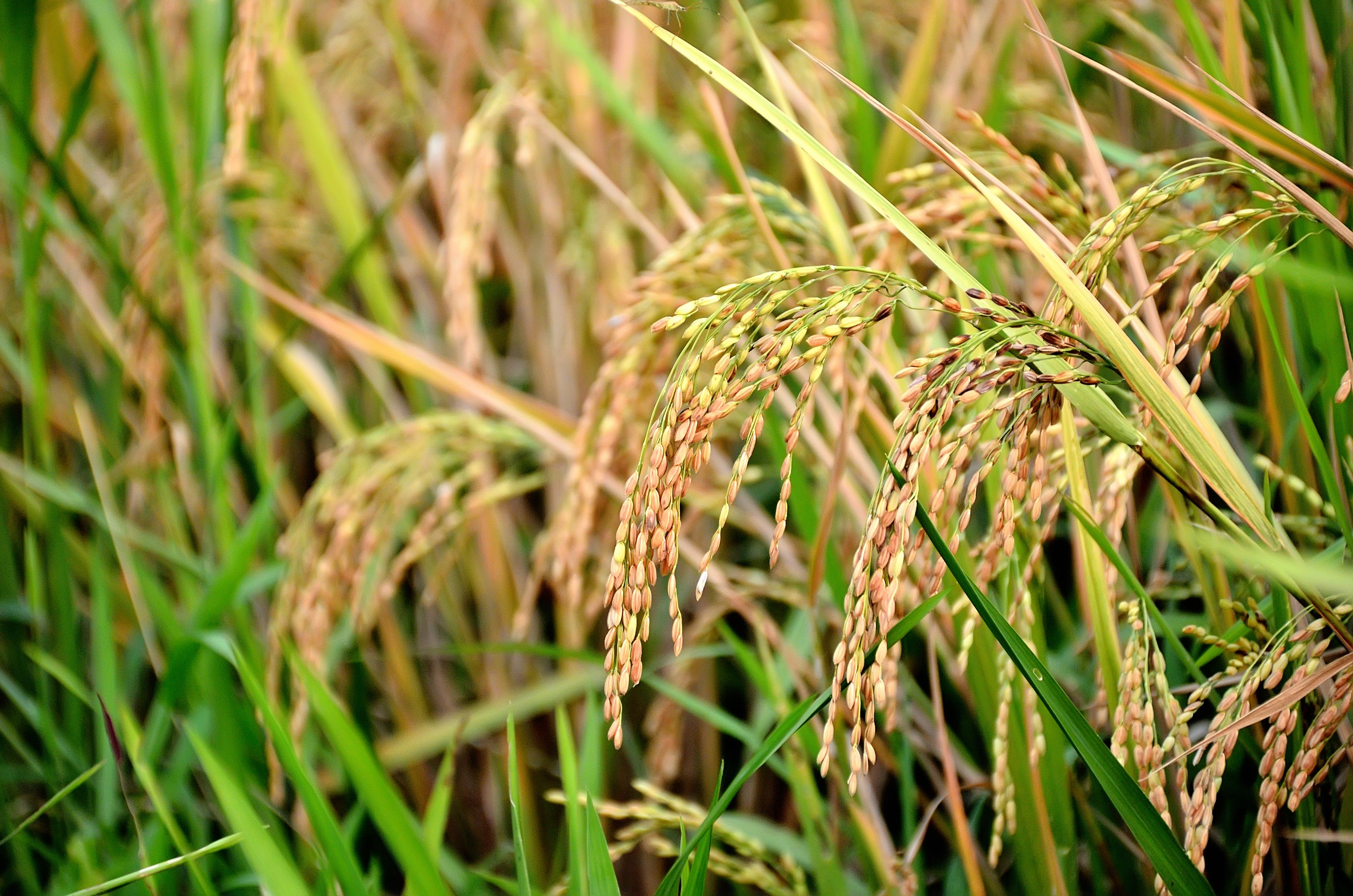 PhilRice looking at 'diabetics-friendly' rice