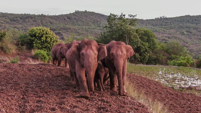 Herd of lovable elephants’ year-long journey baffles scientists, wildlife lovers