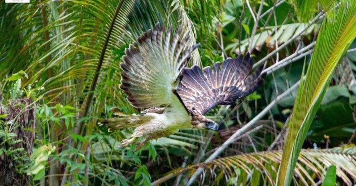 Experts back Philippine Eagle reintroduction in Leyte 