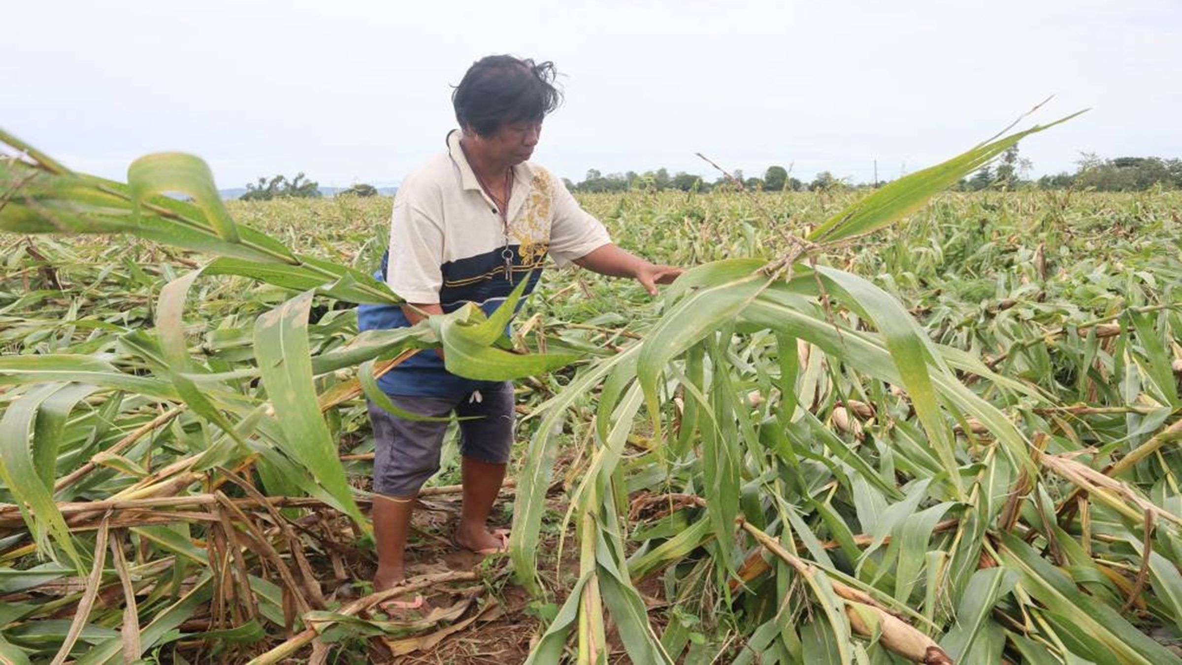 Florita’s damage to agriculture is ₱1.13-B