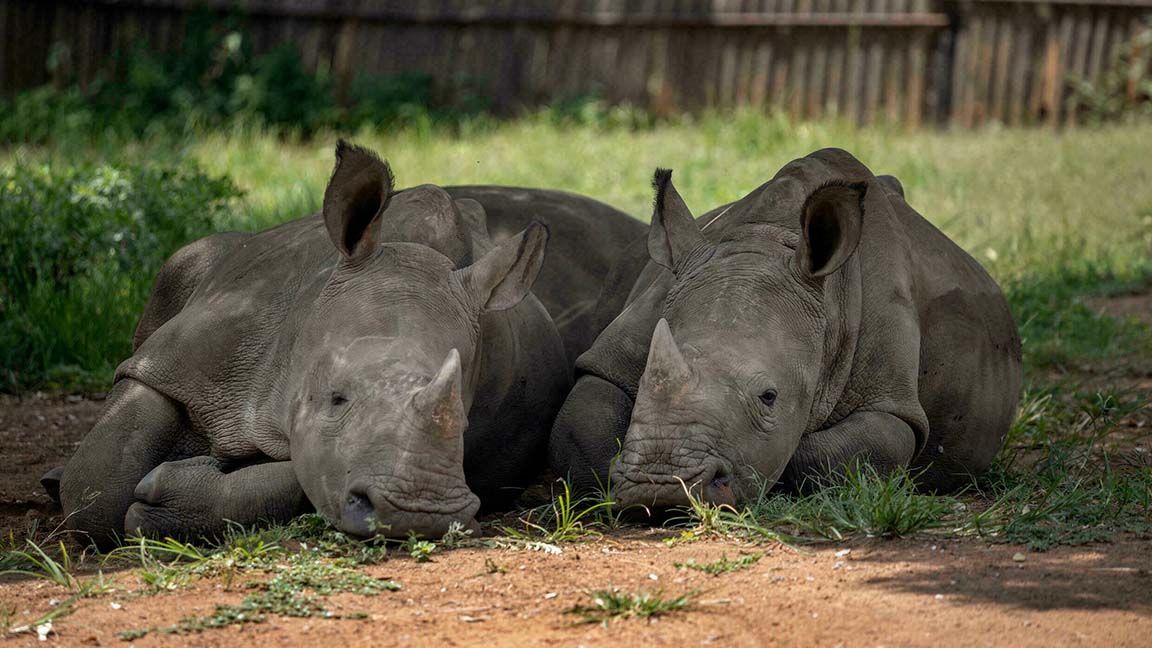 Increased killings of rhinos in South Africa photo from France 24