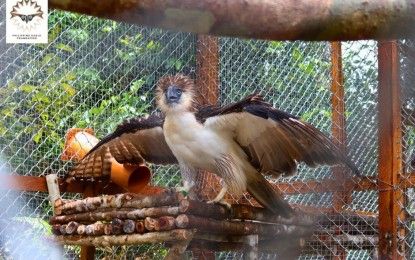 Protecting Leyte’s Eagle Population