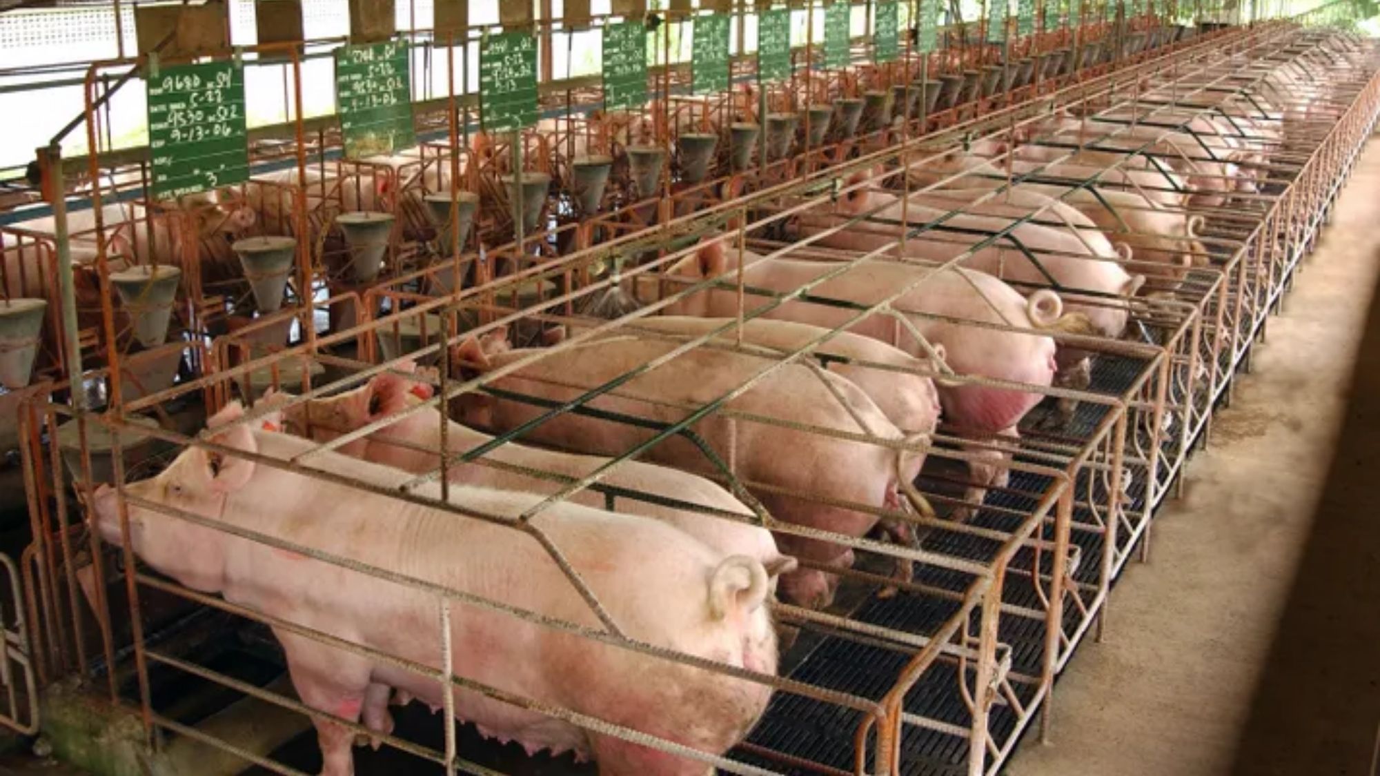 swine production