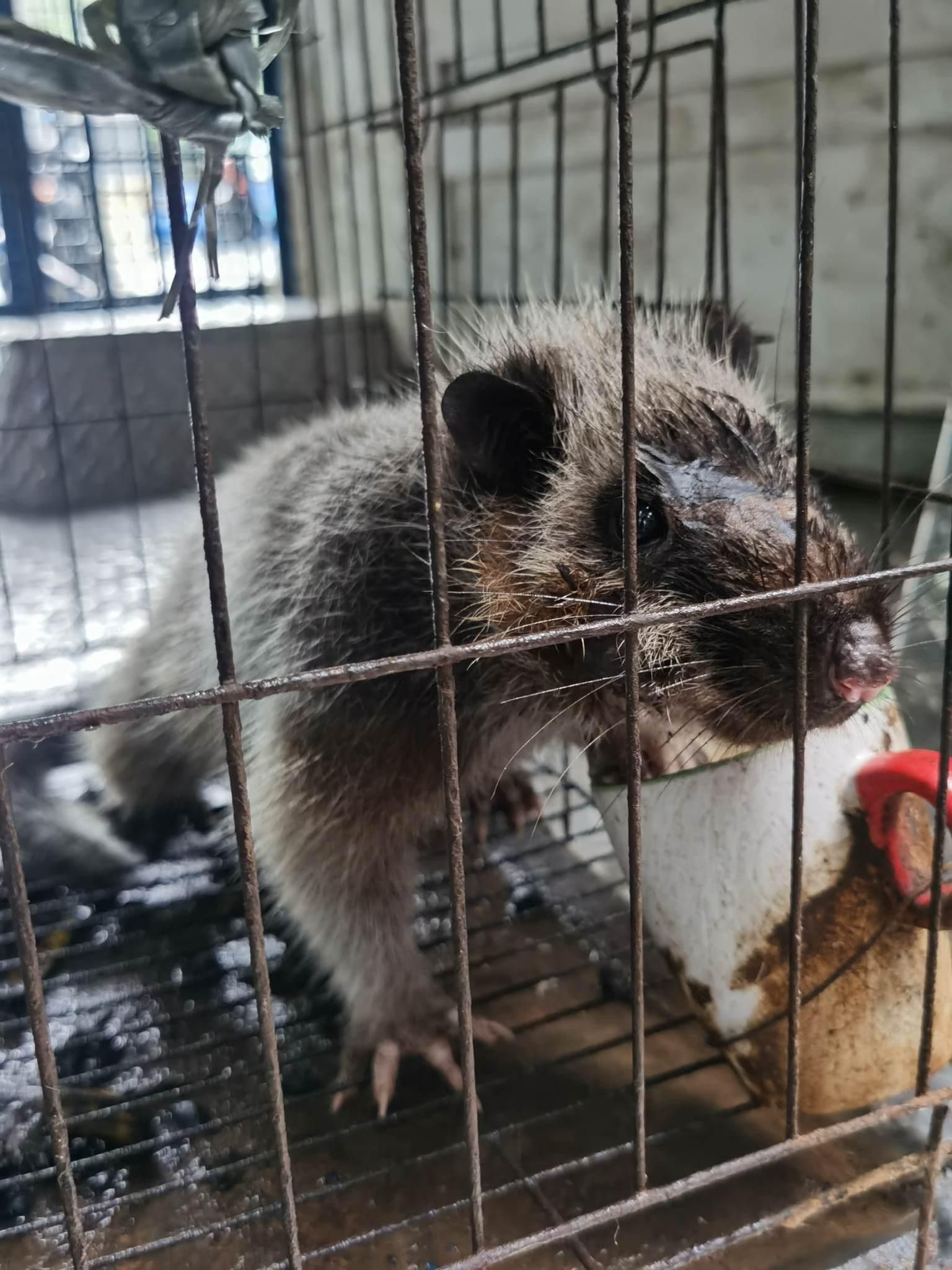 Endangered cloud rat found in Antipolo