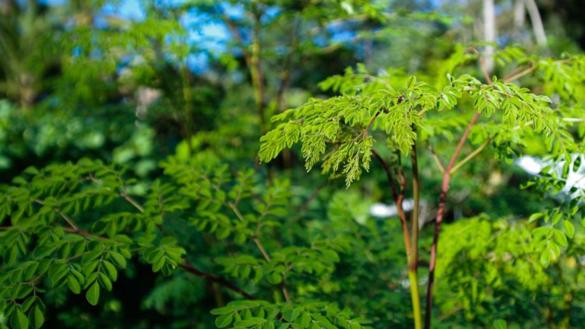 Malunggay Tree  photo from Balcony Garden