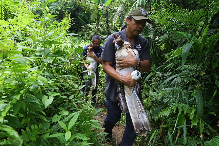 Eagles Back In Burauen Wilderness