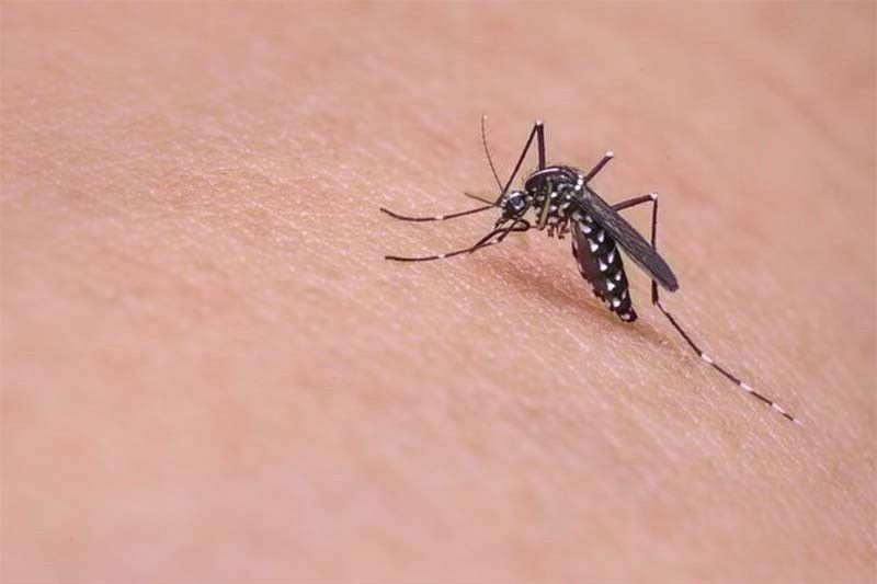 Spike in dengue cases in Biñan City