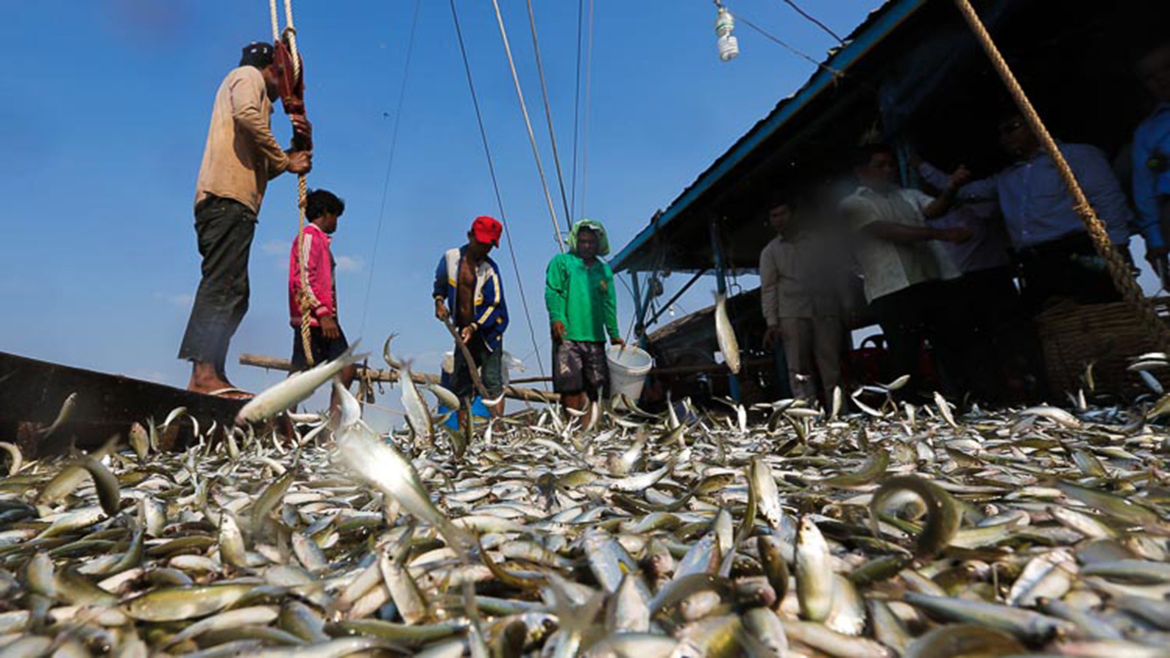 High cost of fish feed and lack of fry haunt fish farmers