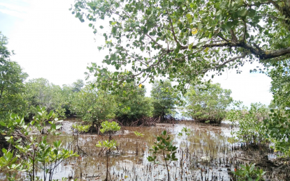 178,425 hectares reforested in EV