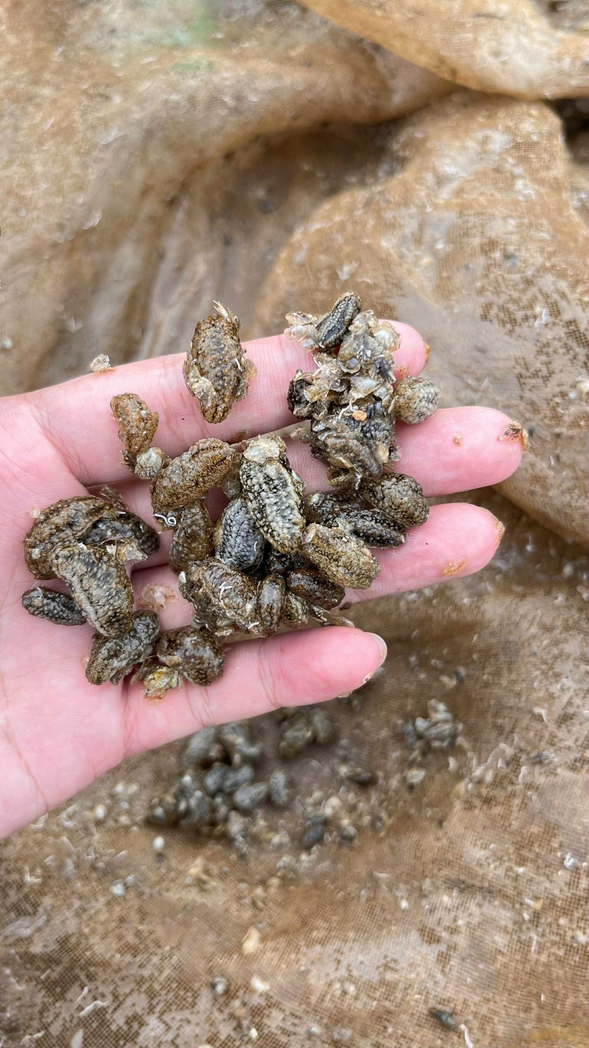Young sea cucumbers released in Liloan