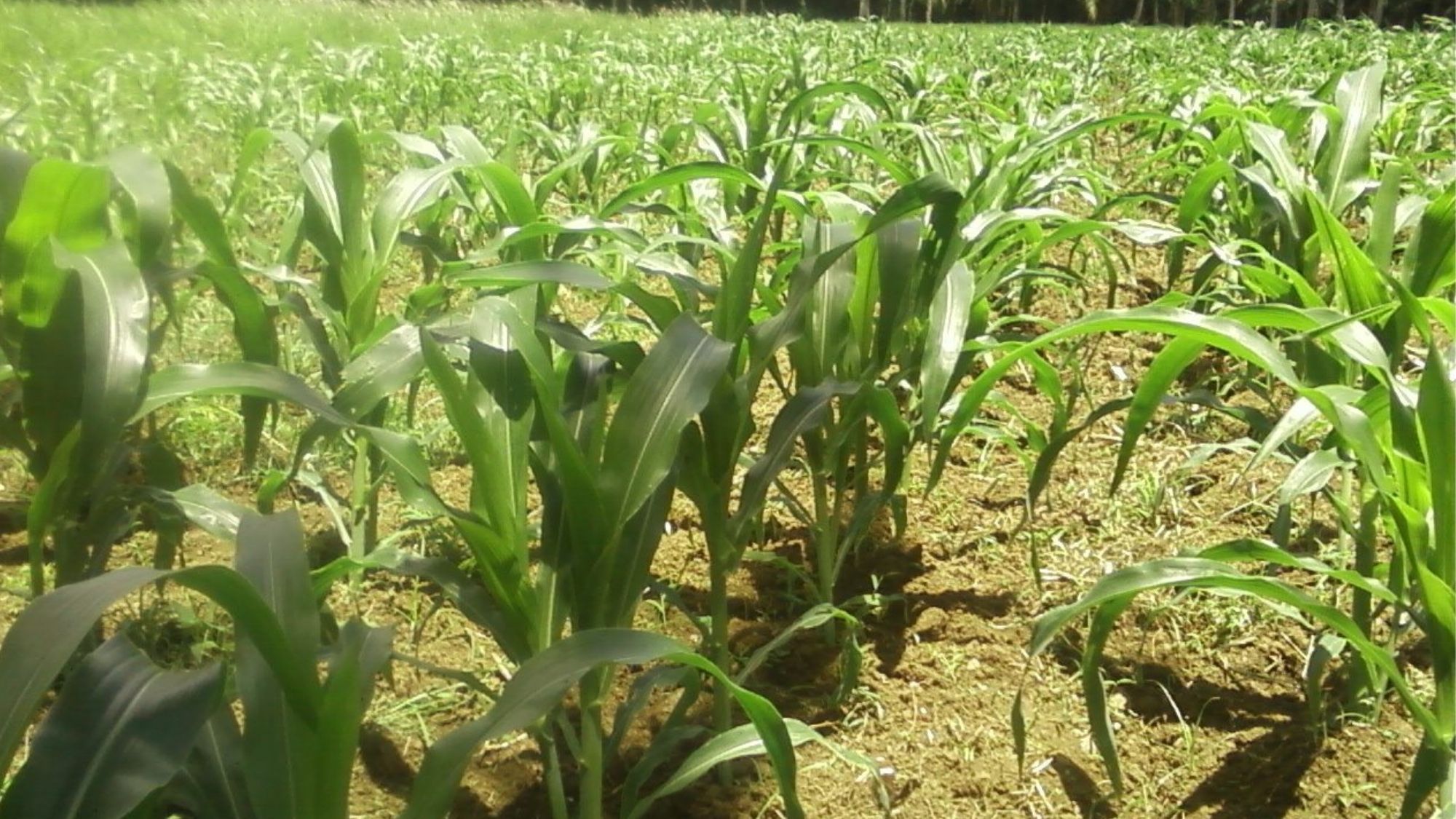 Leyte governor confident province will be next ‘corn hub’