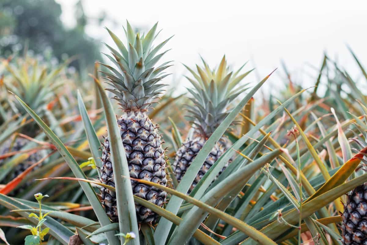 Bitter reality of PH’s pineapple industry