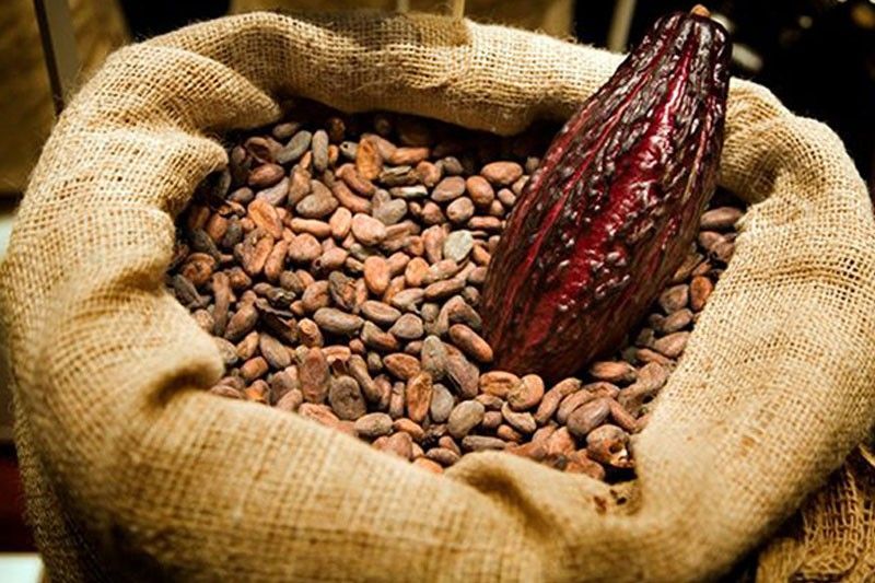 Quezon province, bagong 'Cacao Capital' ng Pilipinas?