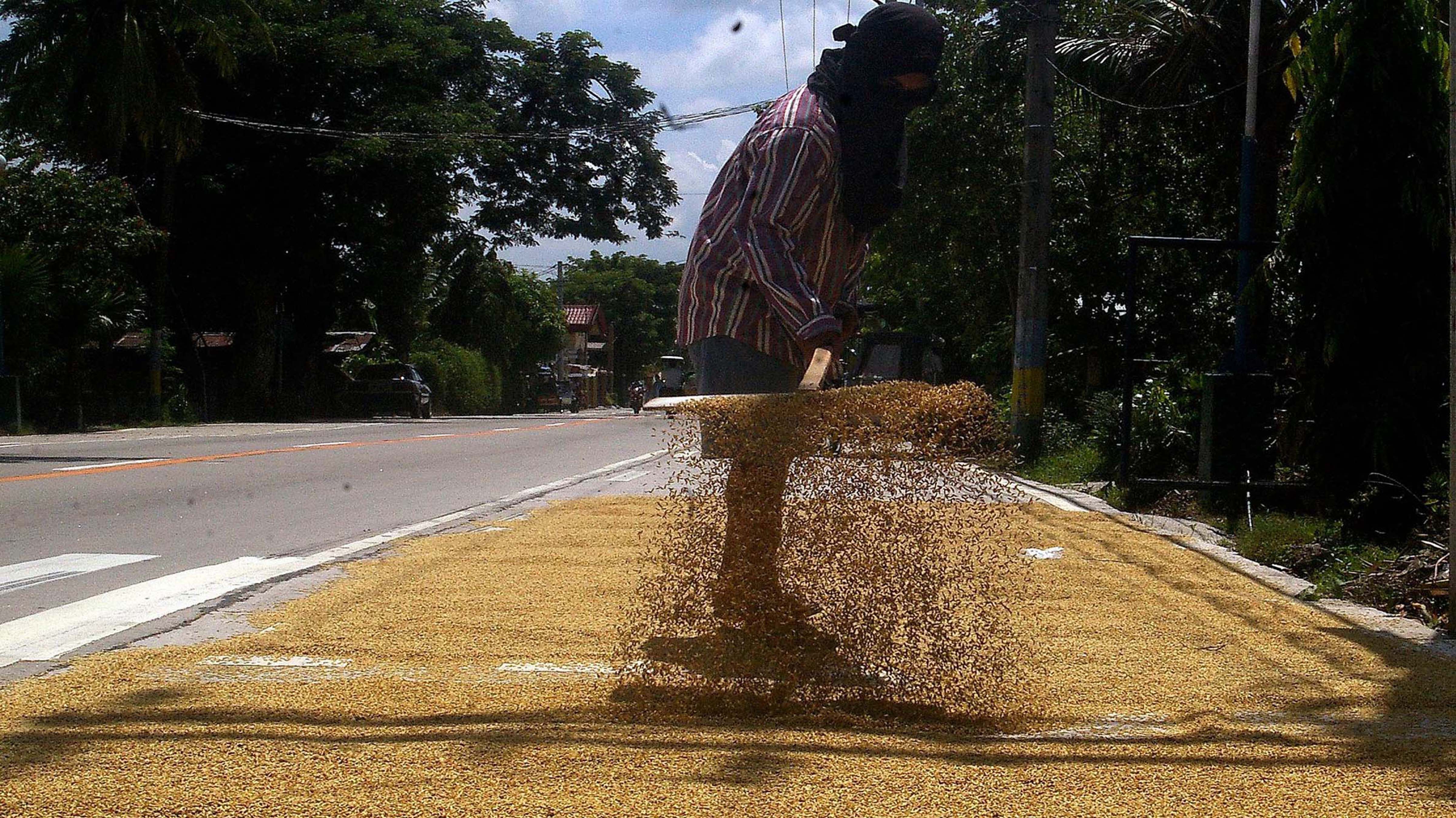 SUN-DRYING PALAY Mike Taboy