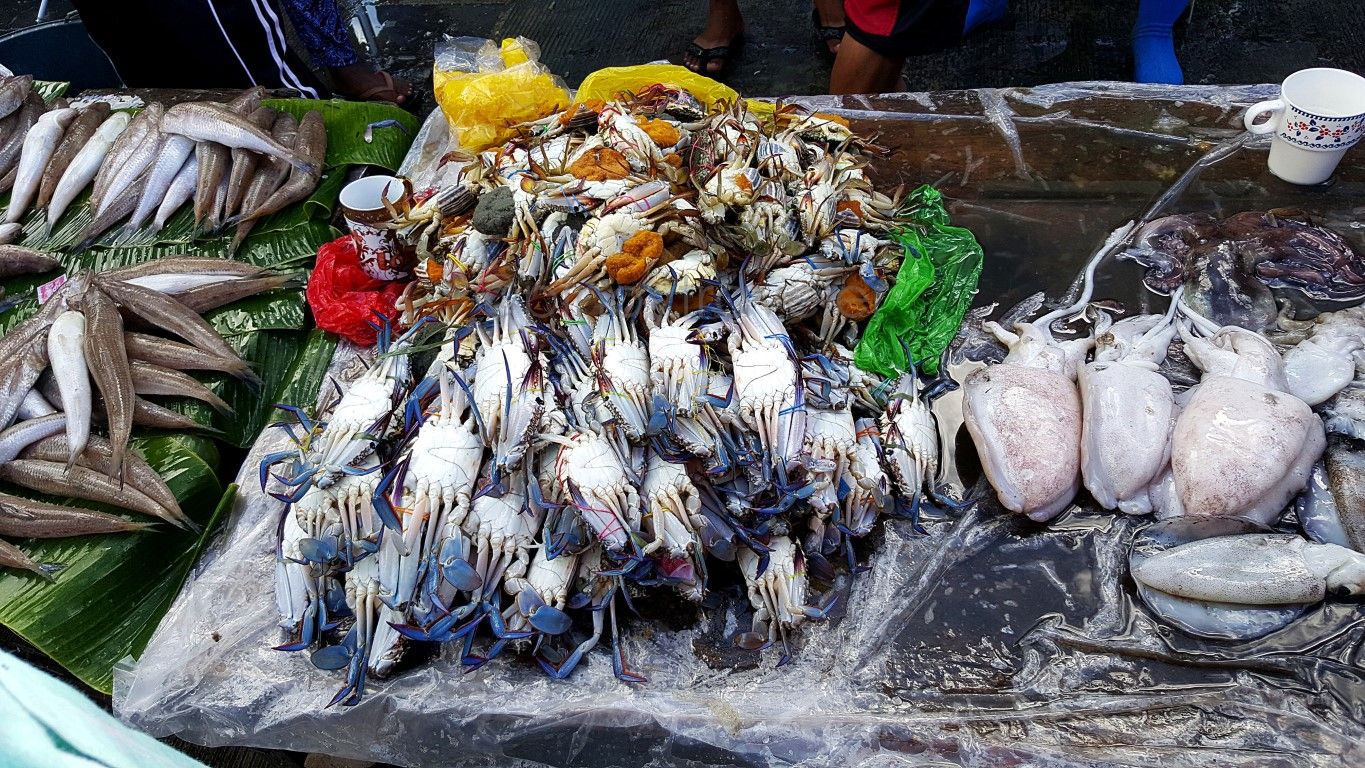 Catbalogan City Steps Up Protection for Blue Swimming Crabs