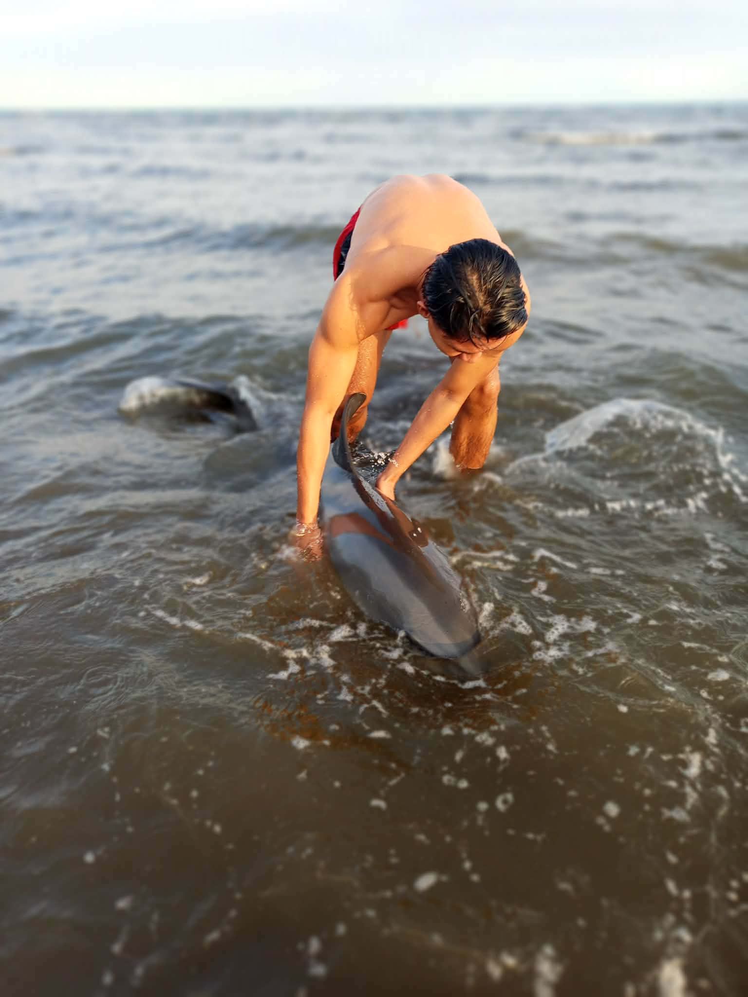 Mag-inang dolphin, nailigtas sa laot