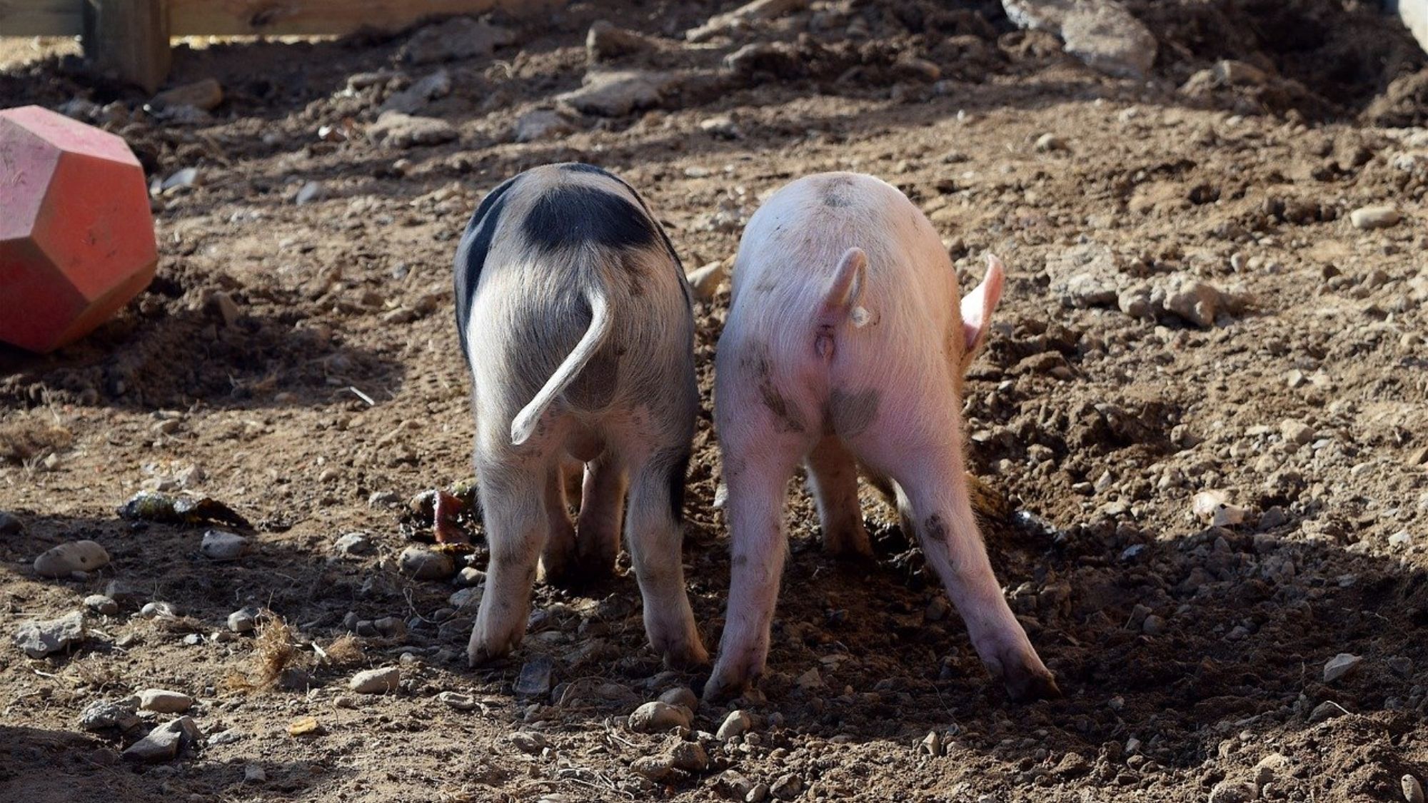 Game changer in human resuscitation; mammals can breathe through their butts during emergencies