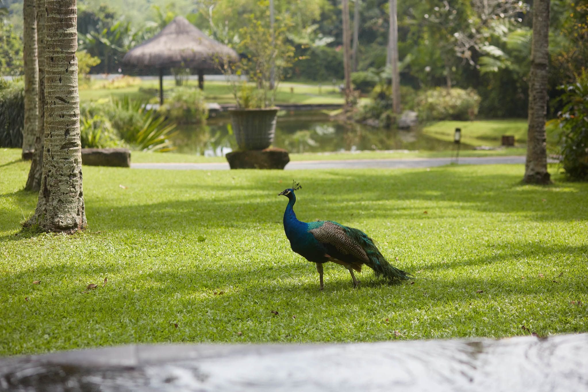 A resident peacock roaming the Farm