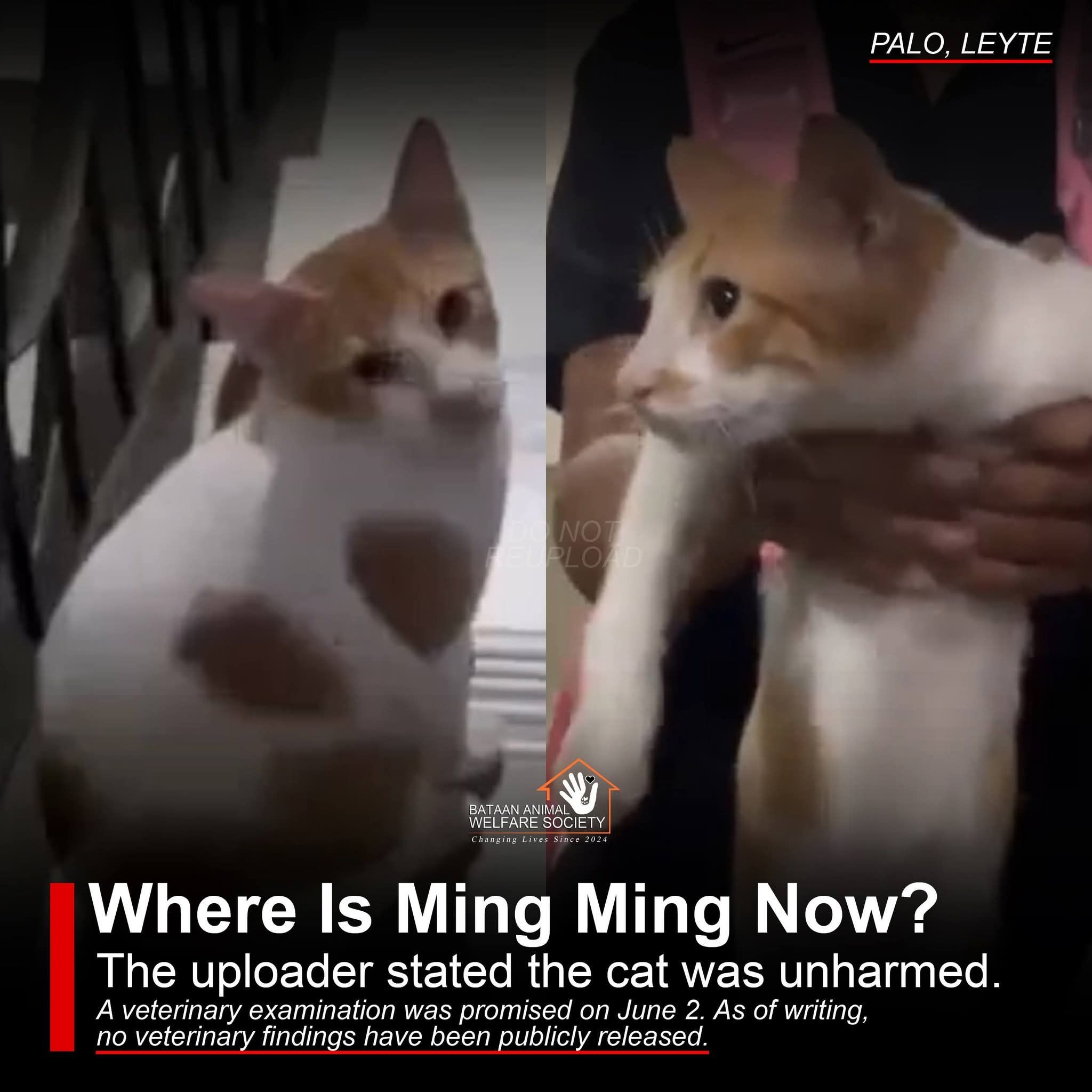 Church Cat Abuse