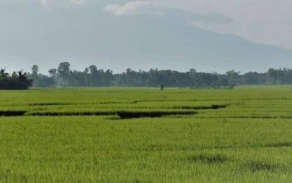 Negros Occidental Fights El Niño to Safeguard Agriculture