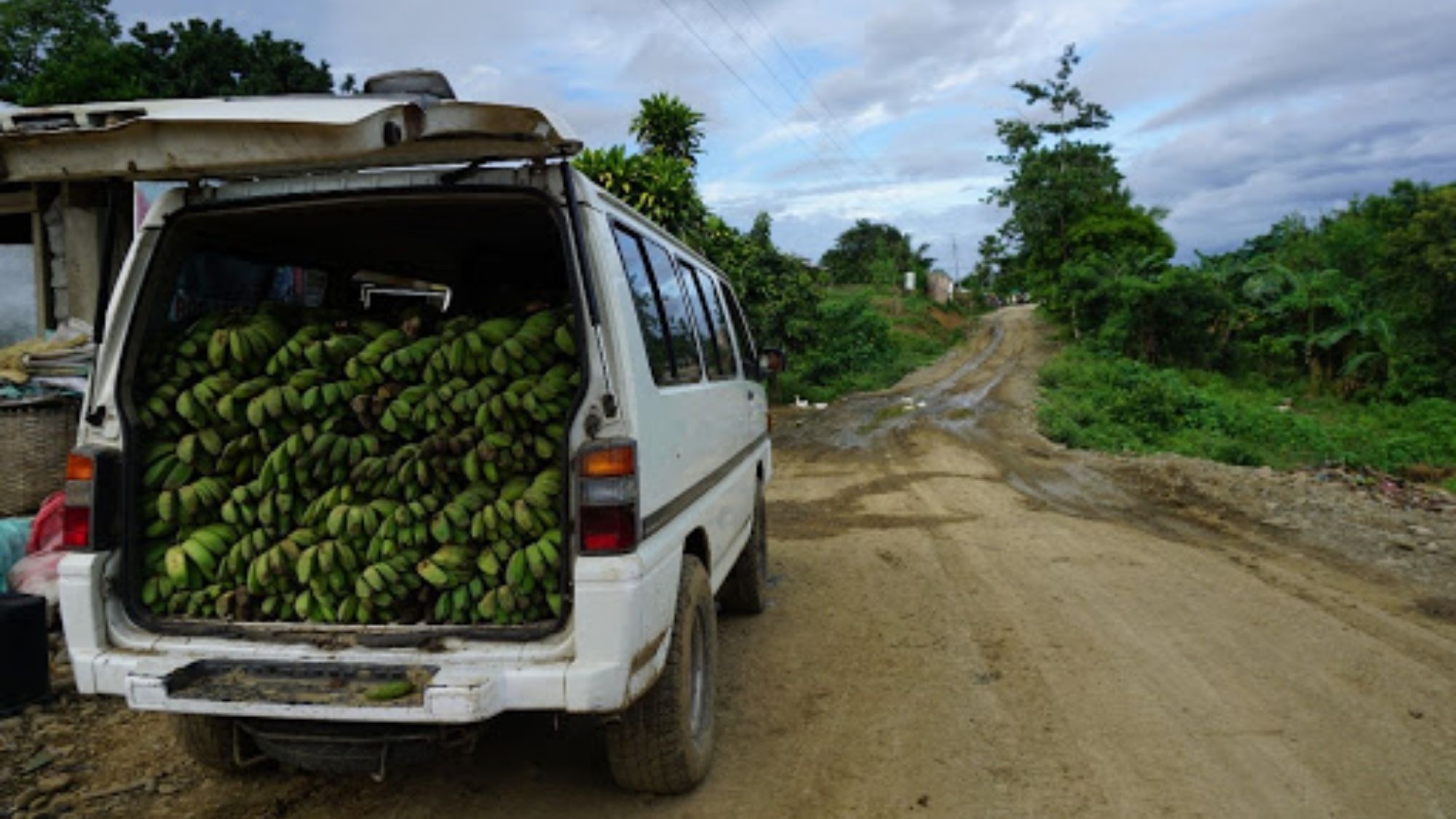 Banana enterprise in Kalinga seen to boost farmers’