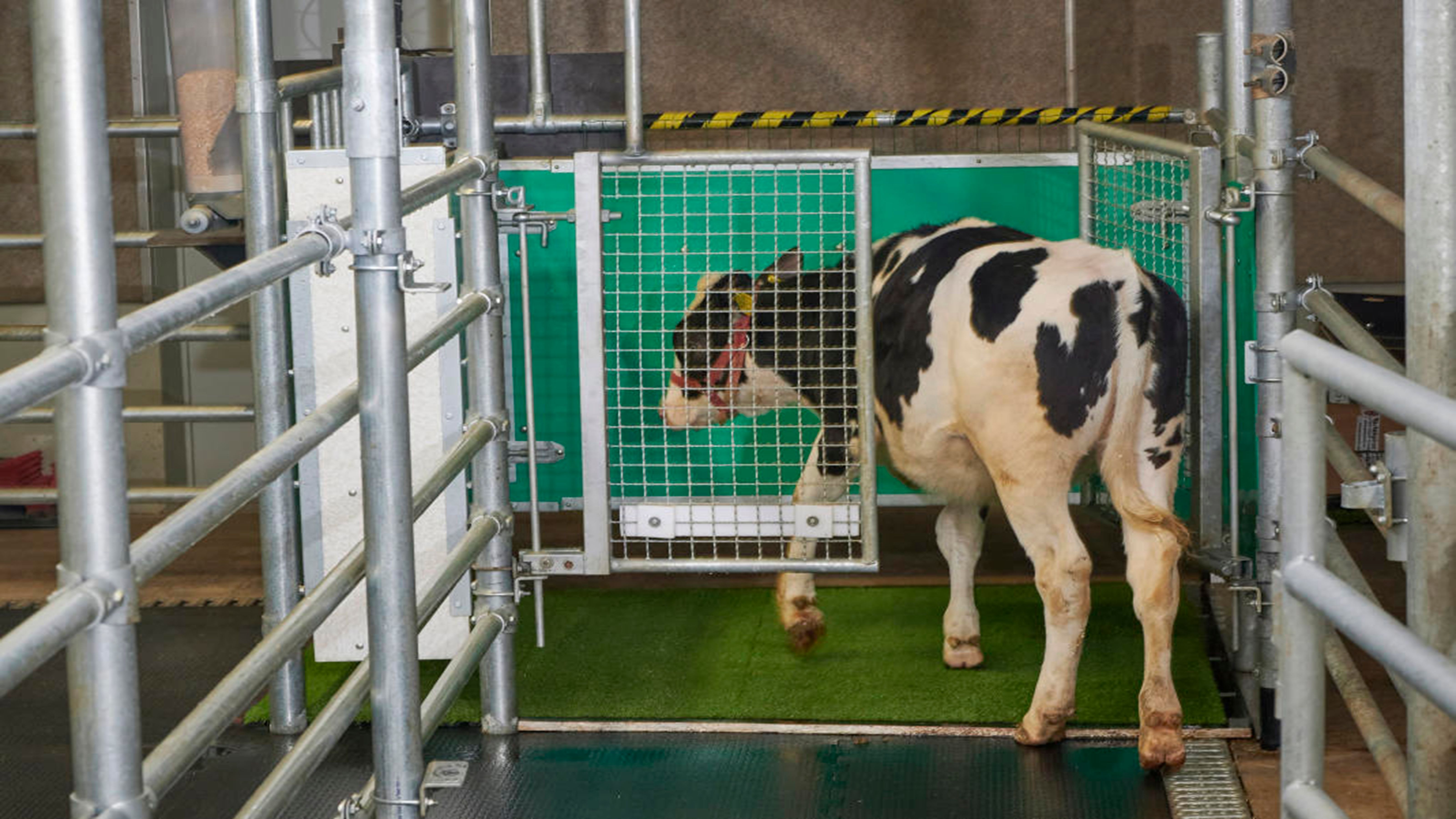 It’s no bull Cows can be potty-trained photo from Yahoo News