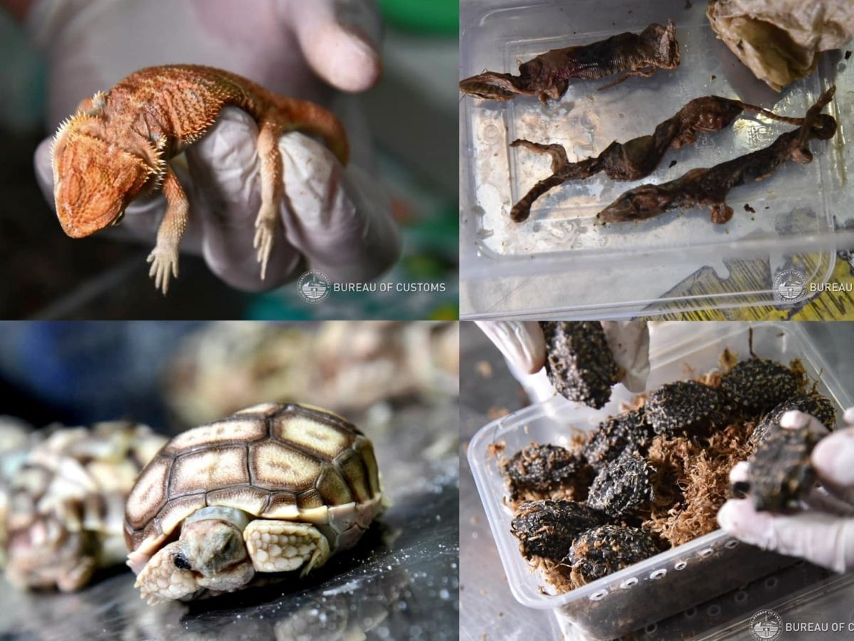 Preserved wildlife specimens seized at NAIA