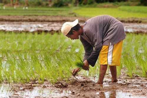 Gov’t admits tariff reduction on rice ‘inutile’