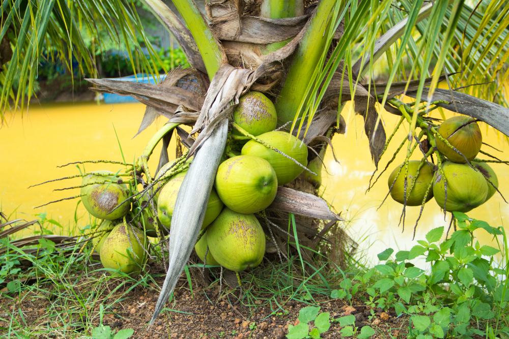 Dwarf coconuts, isinusulong sa Batangas 
