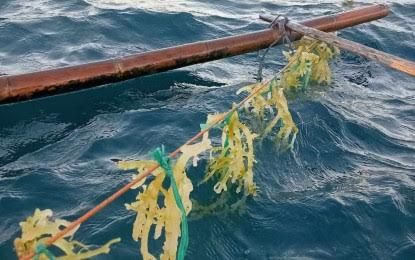 Seaweed Contagion Endemic In N. Samar