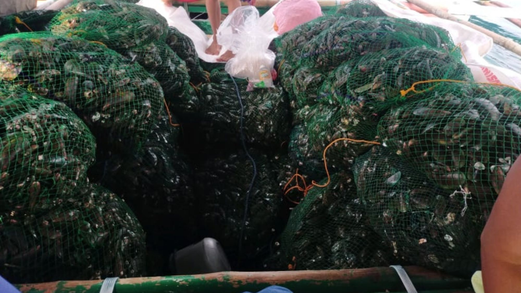 Authorities seize illegally harvested red-tide laced green mussels