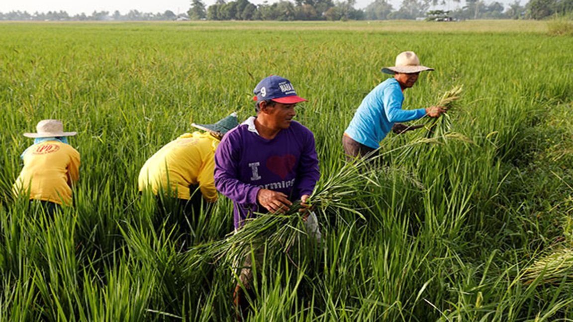 DBM releases ₱8-B assistance to rice farmers