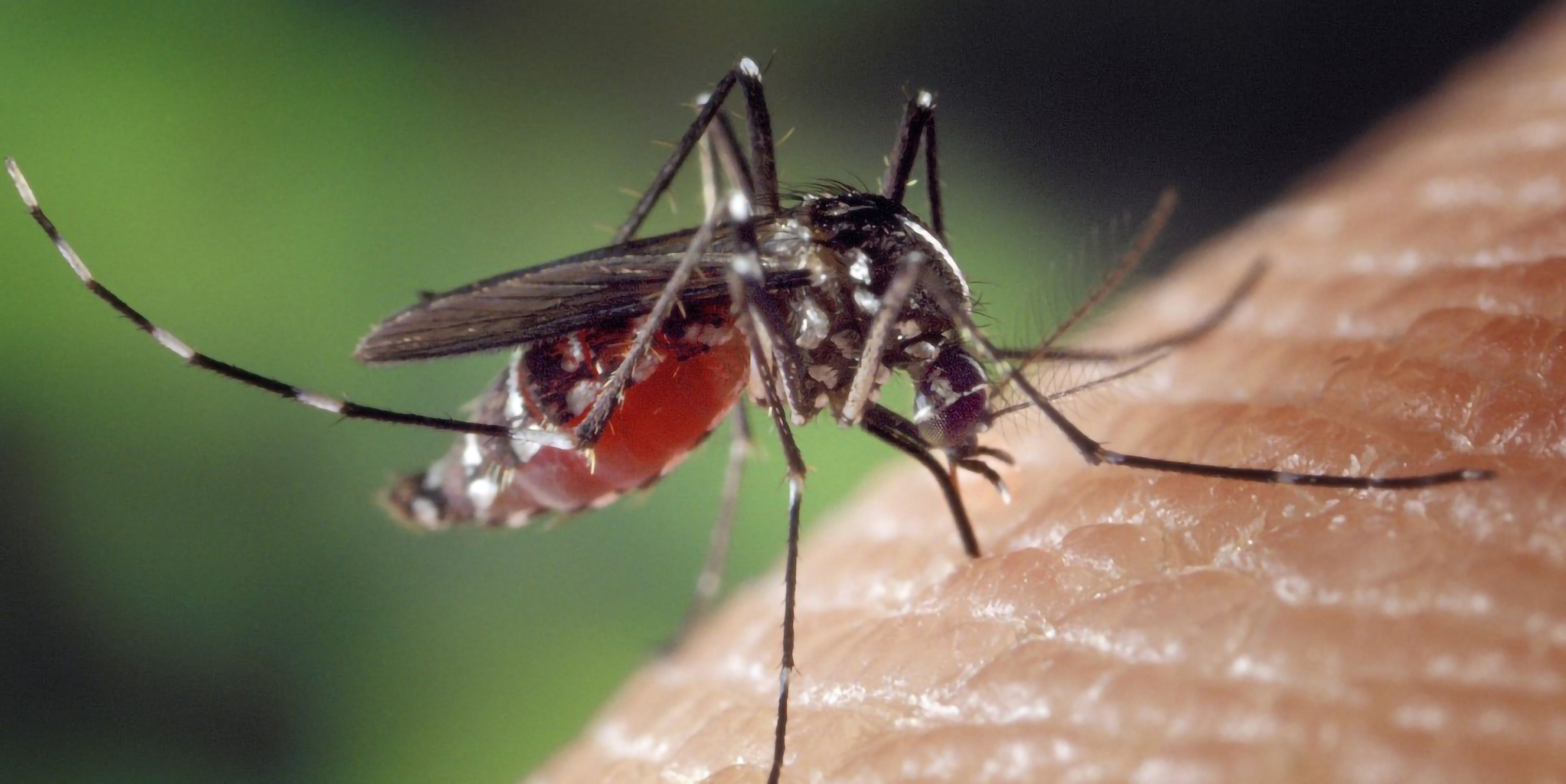 Pakil declares state of emergency due to dengue