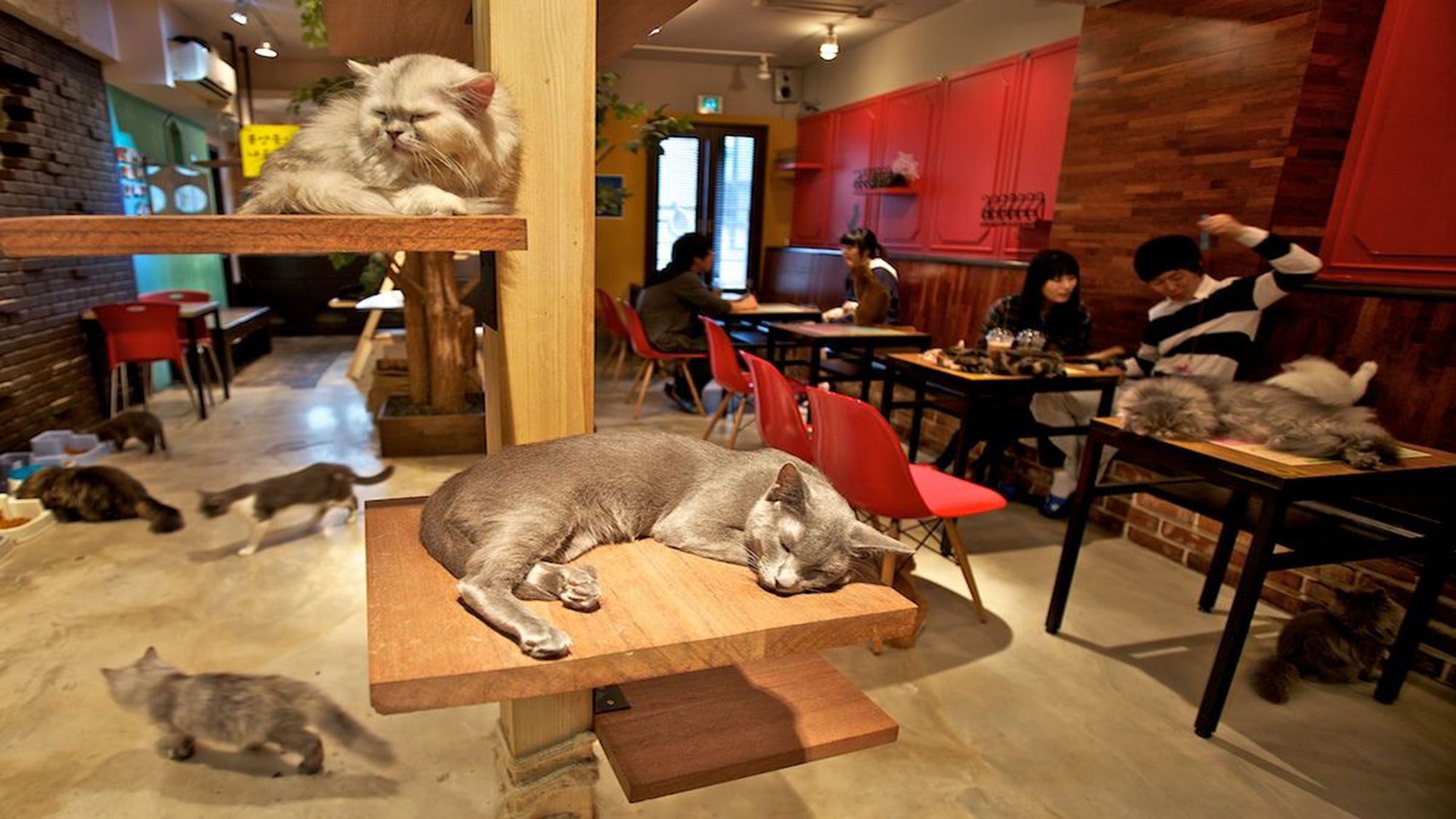 Unwind with cats at cafes