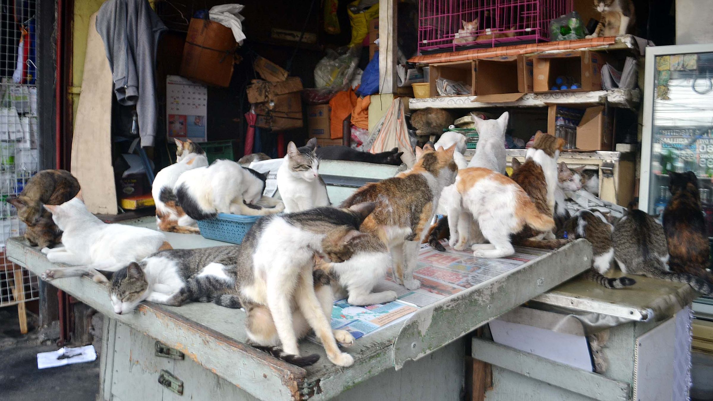 PET CEMETERY IN MARIKINA