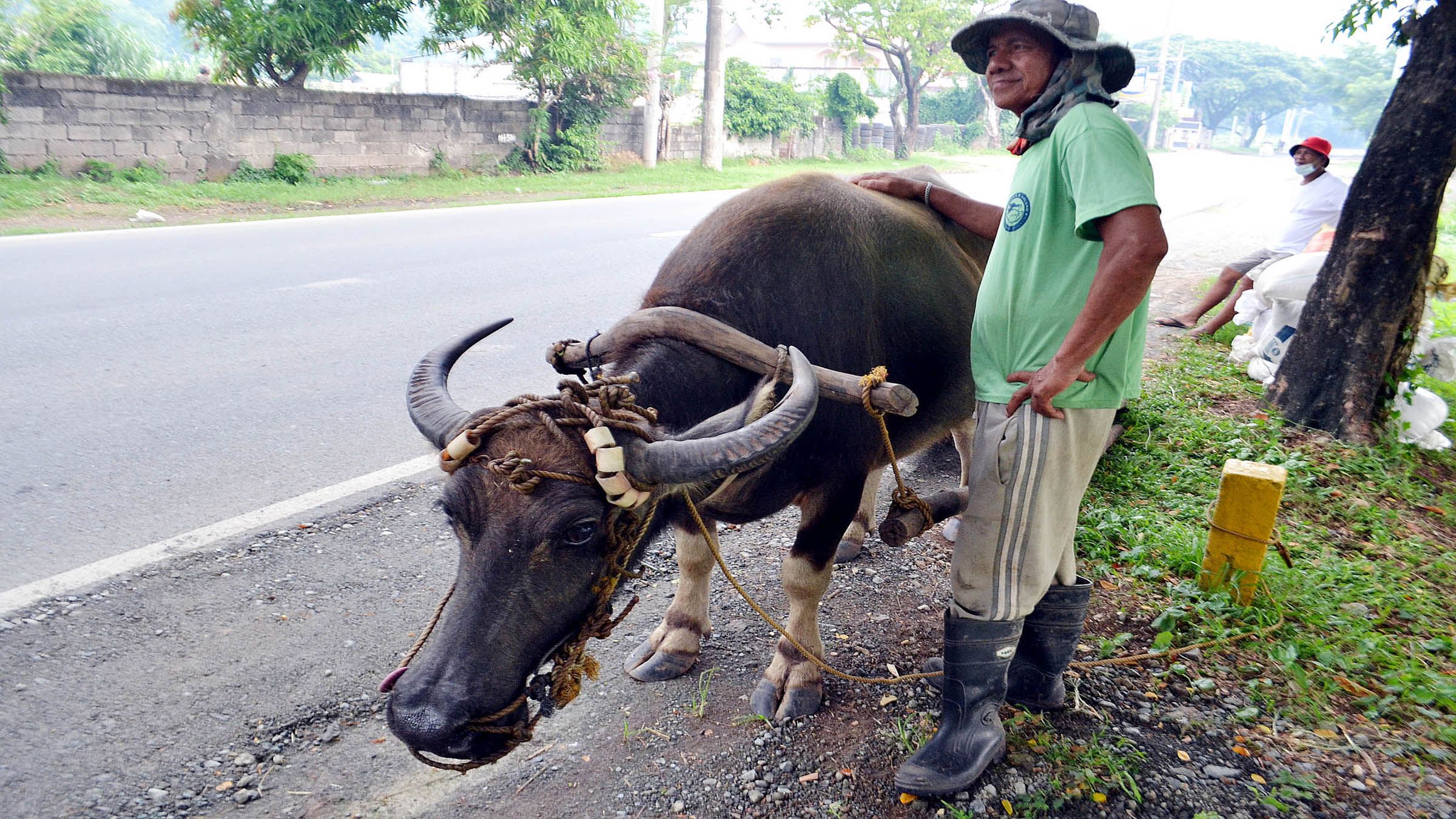 CARABAO RESTS AFTER A HARD DAY Mike Taboy