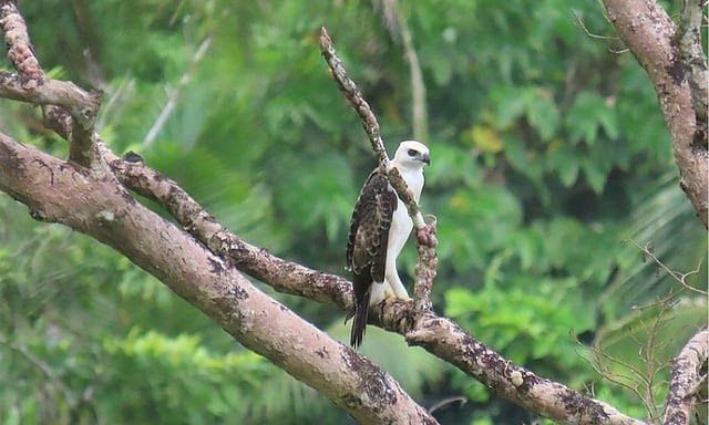 Rare Hawk-Eagle Pair Sparks Conservation Push in Leyte